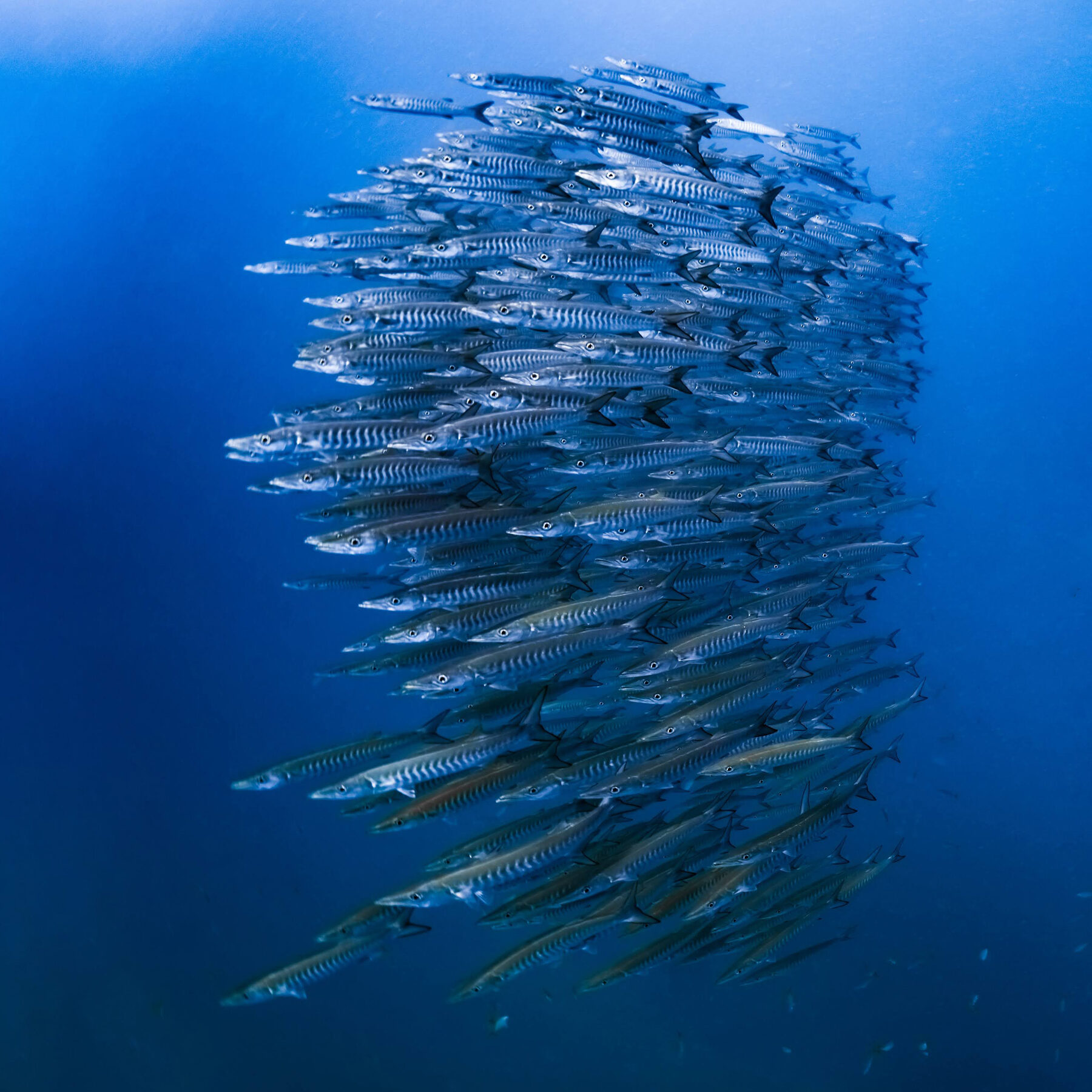 Barracuda school, Koh Tao