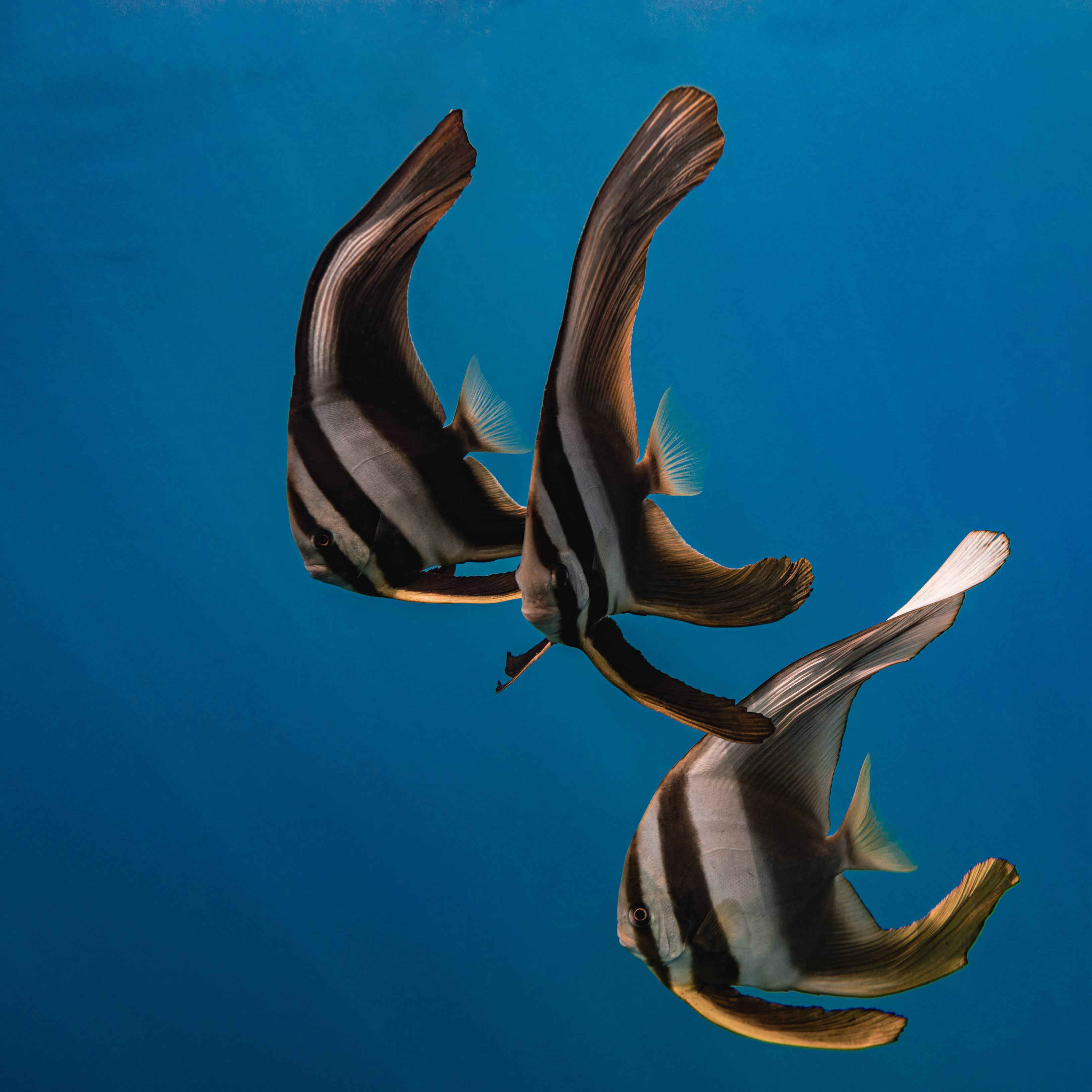Juvenile batfish, Koh Tao