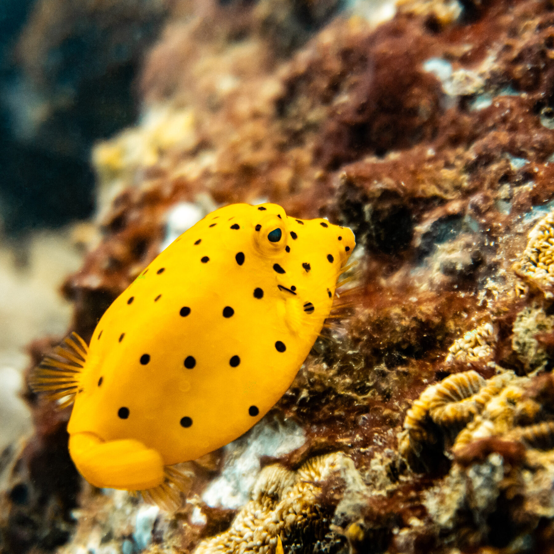 Yellow boxfish macro shot, Koh Tao