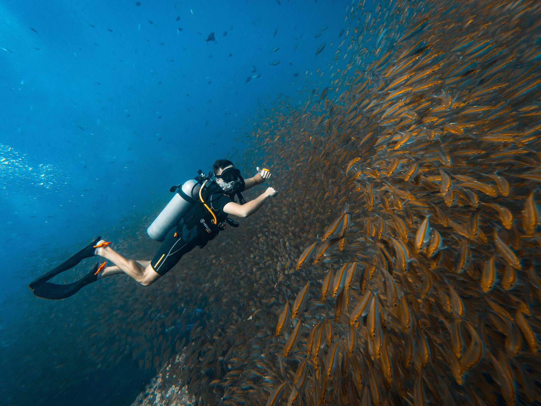 Diver approaching a baitball of fish, Koh Tao