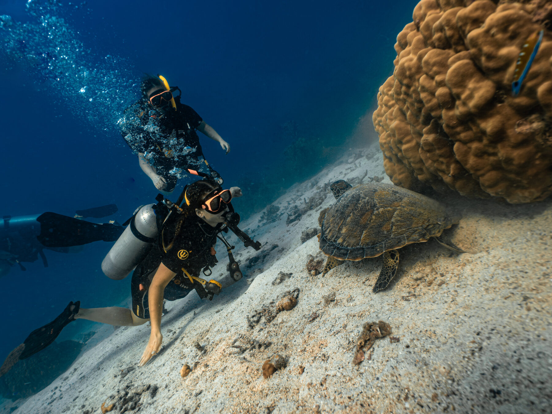 Two divers with a green sea turtle, Koh Tao
