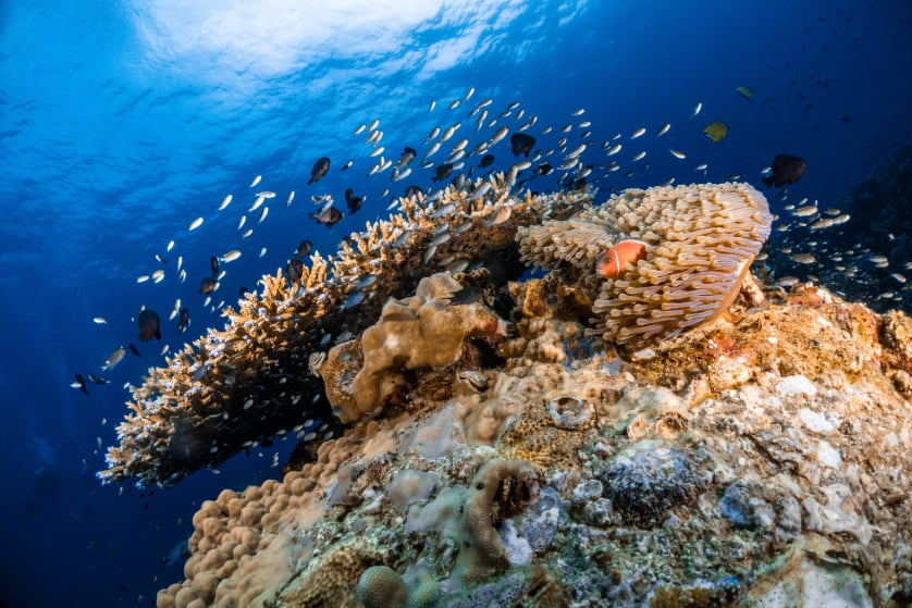 Table coral and anemone, Koh Tao