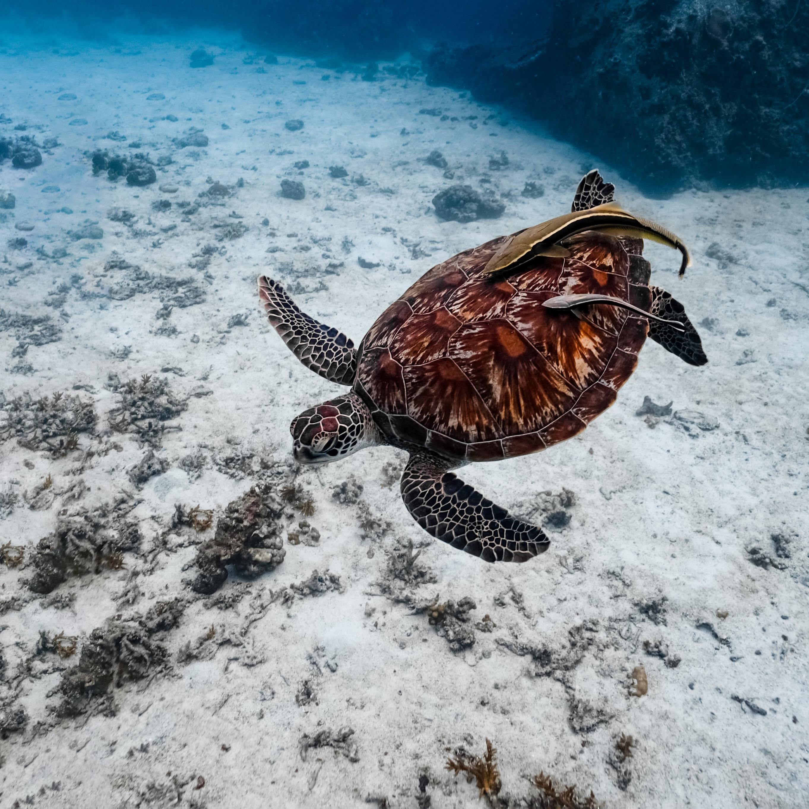 Hawksbill turtle with remoras, Koh Tao